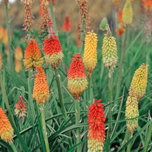 Load image into Gallery viewer, Kniphofia Grandiflora Mix
