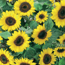 Load image into Gallery viewer, Sunflower Junior F1
