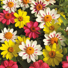 Load image into Gallery viewer, Zinnia Raspberry Lemonade
