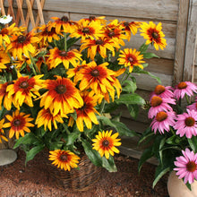 Load image into Gallery viewer, Rudbeckia Cappuccino
