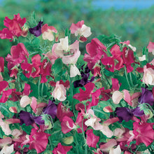 Load image into Gallery viewer, Sweet Pea Cupid Mix
