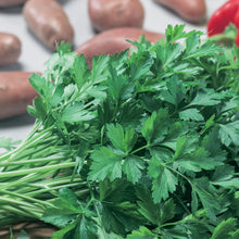 Load image into Gallery viewer, Herb Parsley Italian Plain Leaved
