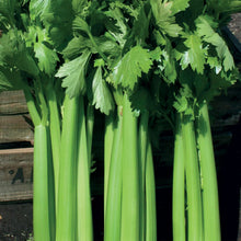 Load image into Gallery viewer, Celery Hadrian F1
