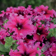 Load image into Gallery viewer, Petunia Espresso Frappe Rose
