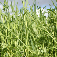 Load image into Gallery viewer, Unwins Green Manure Seeds Range
