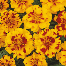 Load image into Gallery viewer, Marigold (French) Durango Bolero
