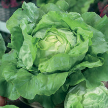 Load image into Gallery viewer, Unwins Cut-and-Come-Again Veg Seed Bundle
