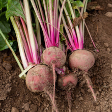 Load image into Gallery viewer, Beetroot Chioggia
