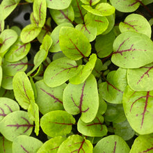 Load image into Gallery viewer, Herb Sorrel Red Veined
