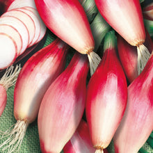 Load image into Gallery viewer, Onion Spring Deep Purple Vegetable
