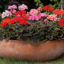 Load image into Gallery viewer, Geranium Horizon Shadow Mix
