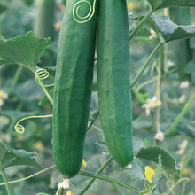 Load image into Gallery viewer, Cucumber Burpless F1
