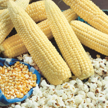 Load image into Gallery viewer, Little Growers Sweet Corn Popcorn Robust
