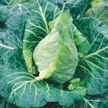 Load image into Gallery viewer, Cabbage (Pointed) Durham Early
