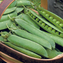 Load image into Gallery viewer, Pea Hurst Greenshaft

