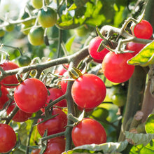 Load image into Gallery viewer, Tomato (Cherry) Crokini F1

