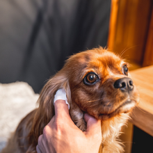 Load image into Gallery viewer, Our Dogs Life Ear Wipes - 50 Finger Wipes

