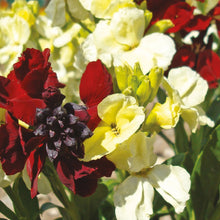 Load image into Gallery viewer, Wallflower Rubies &amp; Pearls
