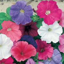Load image into Gallery viewer, Petunia Celebrity Mix F1
