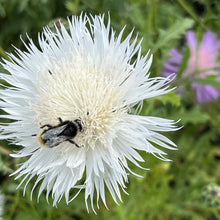 Load image into Gallery viewer, Centaurea The Bride
