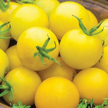 Load image into Gallery viewer, Tomato (Cocktail) Honey Delight F1
