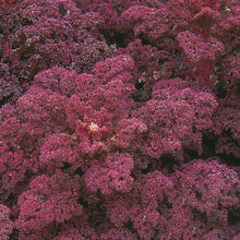 Load image into Gallery viewer, Kale Redbor F1
