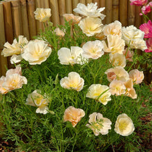 Load image into Gallery viewer, Unwins Easy Annuals Seed Bundle for Beginners
