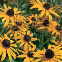 Load image into Gallery viewer, Rudbeckia Goldsturm

