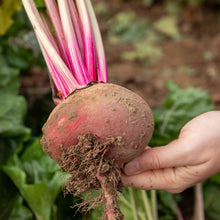 Load image into Gallery viewer, Beetroot Chioggia
