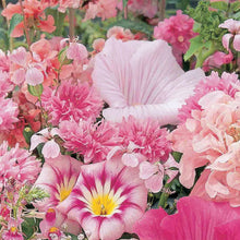 Load image into Gallery viewer, Unwins Sea of Pink Mixed Annuals

