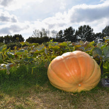Load image into Gallery viewer, Pumpkin Atlantic Giant

