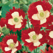 Load image into Gallery viewer, Poppy Victoria Cross
