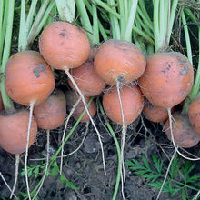 Load image into Gallery viewer, Carrot Paris Market 5 Atlas
