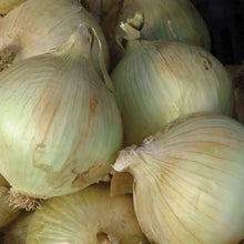 Load image into Gallery viewer, Onion (Globe) Globo
