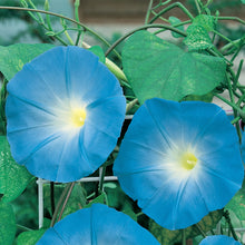 Load image into Gallery viewer, Morning Glory Heavenly Blue
