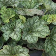 Load image into Gallery viewer, Heuchera Marvellous Marble
