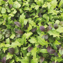 Load image into Gallery viewer, Salad Leaf Mizuna Mix
