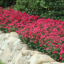 Load image into Gallery viewer, Dianthus Ideal Select Rose
