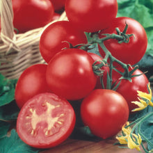 Load image into Gallery viewer, Tomato (Salad) Shirley F1

