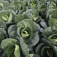 Load image into Gallery viewer, Cabbage (Spring Greens) Verve F1
