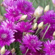 Load image into Gallery viewer, Xeranthemum annum
