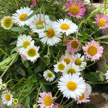 Load image into Gallery viewer, Erigeron Profusion
