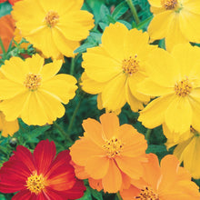 Load image into Gallery viewer, Unwins Cosmos Sunset Seed Bundle
