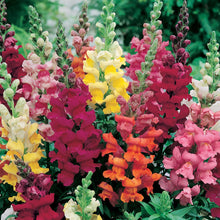 Load image into Gallery viewer, Little Growers Antirrhinum Snapdragon
