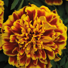 Load image into Gallery viewer, Marigold (French) Bonanza Bee
