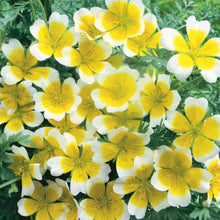 Load image into Gallery viewer, Little Growers Poached Egg Flower Sunnyside
