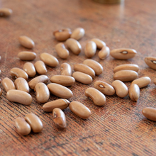 Load image into Gallery viewer, French Bean (Climbing) Barlotta Lingua di Fuoco Nano
