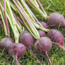 Load image into Gallery viewer, Radish Malaga
