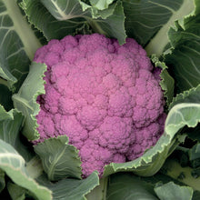 Load image into Gallery viewer, Cauliflower Depurple F1

