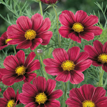 Load image into Gallery viewer, Unwins Cosmos Sunset Seed Bundle
